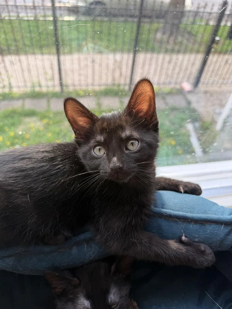 A baby small-sized female Domestic Short Hair cat named Sombra for adoption in Chicago, IL