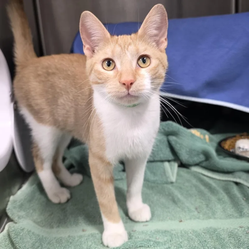 A young medium-sized male Orange / Red Domestic Short Hair cat named Rascal for adoption in Fort Wayne, IN
