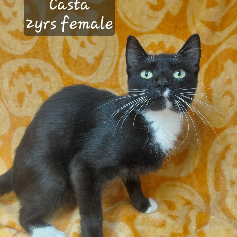 An adult small-sized female Domestic Short Hair cat named Casta for adoption in New Tazewell, TN