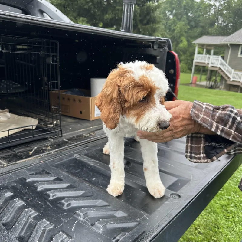 A baby medium-sized male Golden Goldendoodle dog named Frank for adoption in Clinton Twp, MI