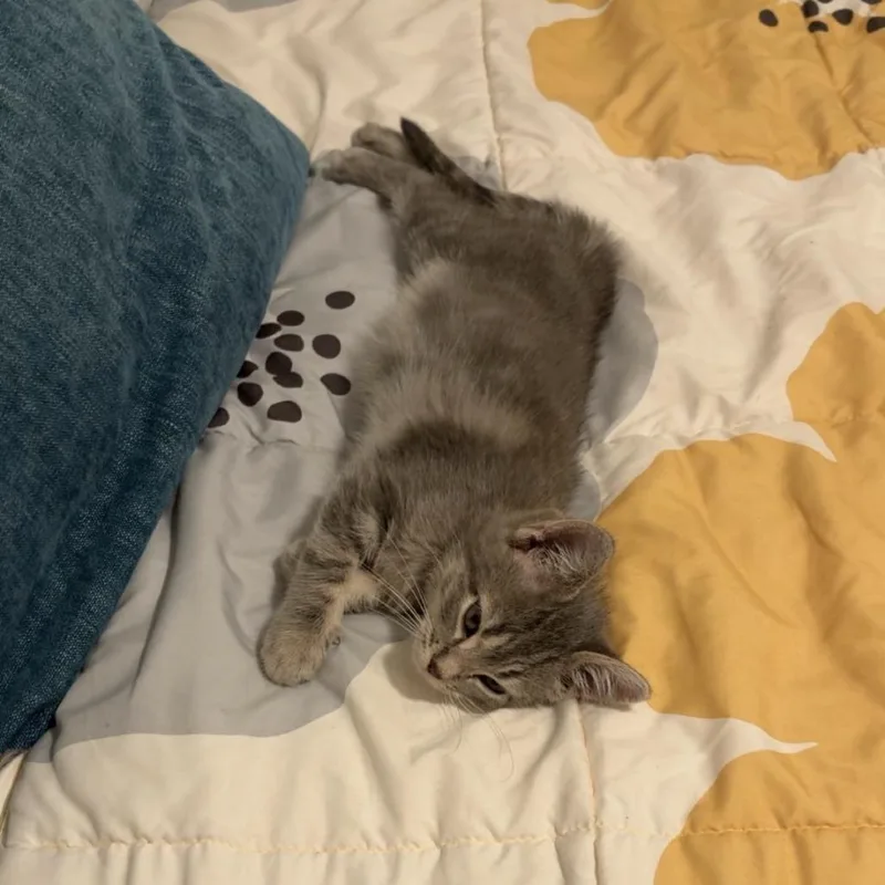 A baby small-sized female Gray / Blue / Silver Domestic Short Hair cat named Pat Benatar for adoption in Evanston, IL