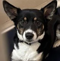 An adult medium-sized female Mixed Breed dog named Bridget for adoption in Baraboo, WI