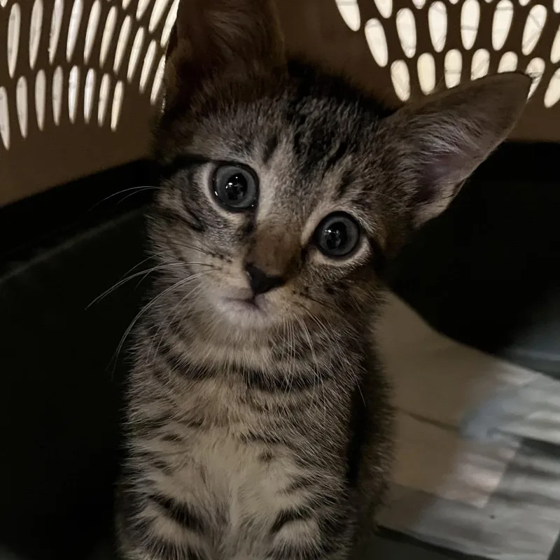 A baby small-sized male Gray / Blue / Silver Domestic Short Hair cat named Kit Kat for adoption in Alexandria, VA