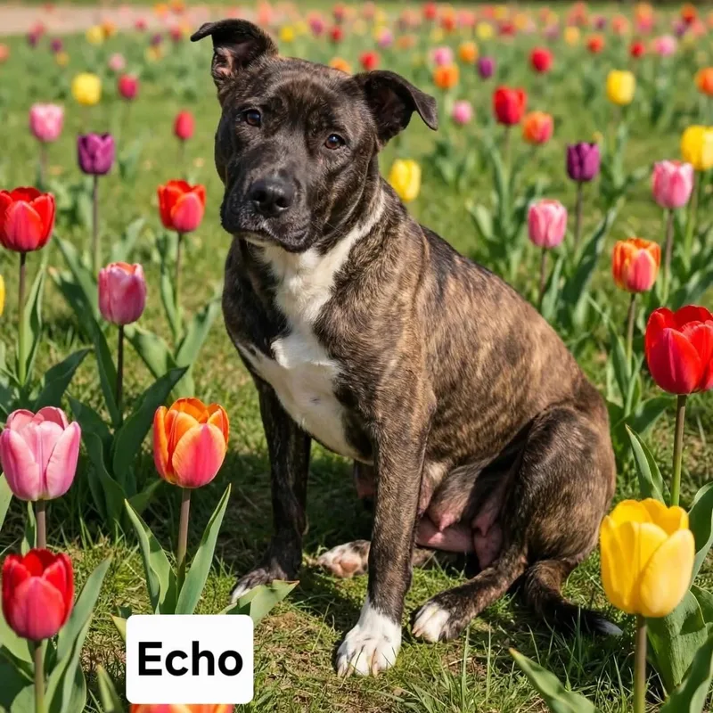 A young medium-sized female American Staffordshire Terrier dog named Echo for adoption in Danbury, CT