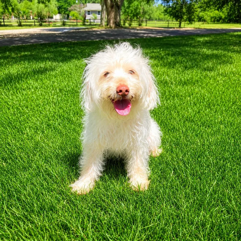 A young small-sized male White / Cream Cairn Terrier dog named Scotty for adoption in POTOMAC, MD