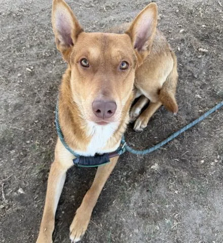 An adult medium-sized male Golden German Shepherd Dog dog named Houdini  Urgent! Longtime for adoption in Thousand Oaks, CA