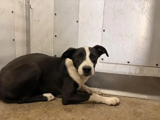 A baby small-sized female German Shepherd Dog dog named Sweetie for adoption in San Bernardino, CA
