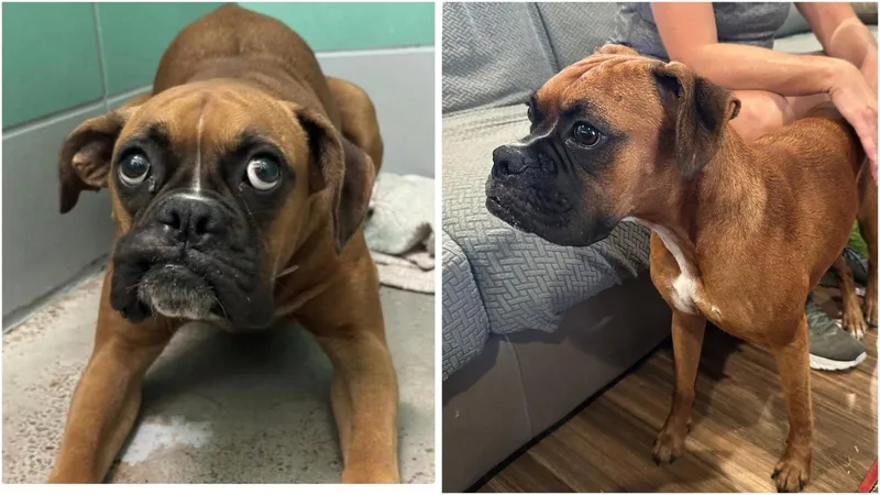 A young medium-sized female Boxer dog named Reyna for adoption in Monticello, NY