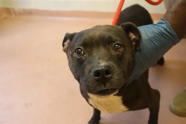 An adult large-sized female Mixed Breed dog named Skoshi for adoption in Columbia, SC