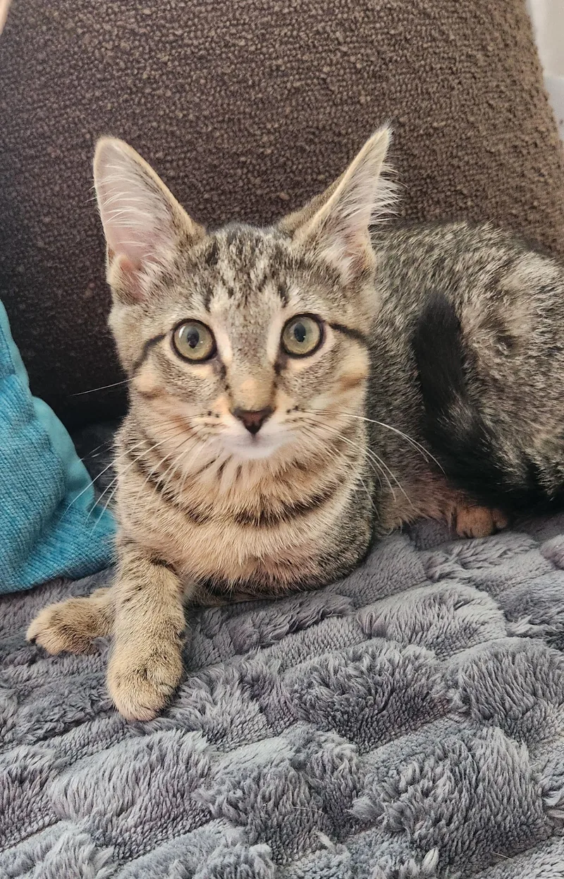 A baby medium-sized male Tabby (Brown / Chocolate) Tabby cat named Millie for adoption in Lombard, IL