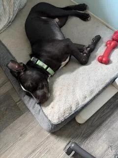 A baby medium-sized male Tricolor (Brown, Black, & White) American Bulldog dog named Duke for adoption in Lakeland, FL