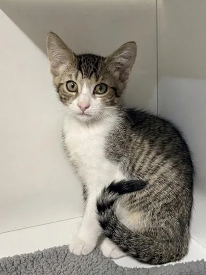 A baby small-sized male Domestic Short Hair cat named Apple for adoption in West Chester, PA