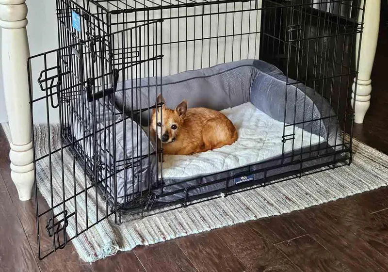 A senior small-sized female Chihuahua dog named Donna for adoption in Kennesaw, GA
