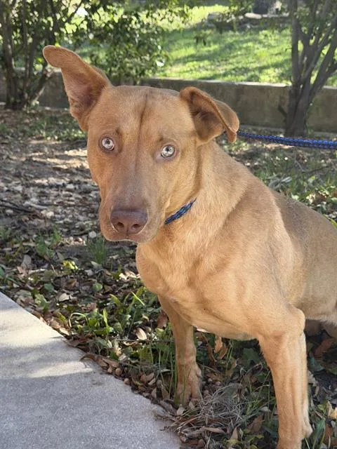 A young medium-sized male Shepherd dog named Banatobi for adoption in San Antonio, TX