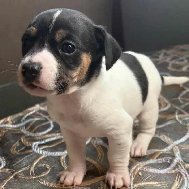 A baby small-sized male Black Chihuahua dog named Batman for adoption in Manalapan, NJ