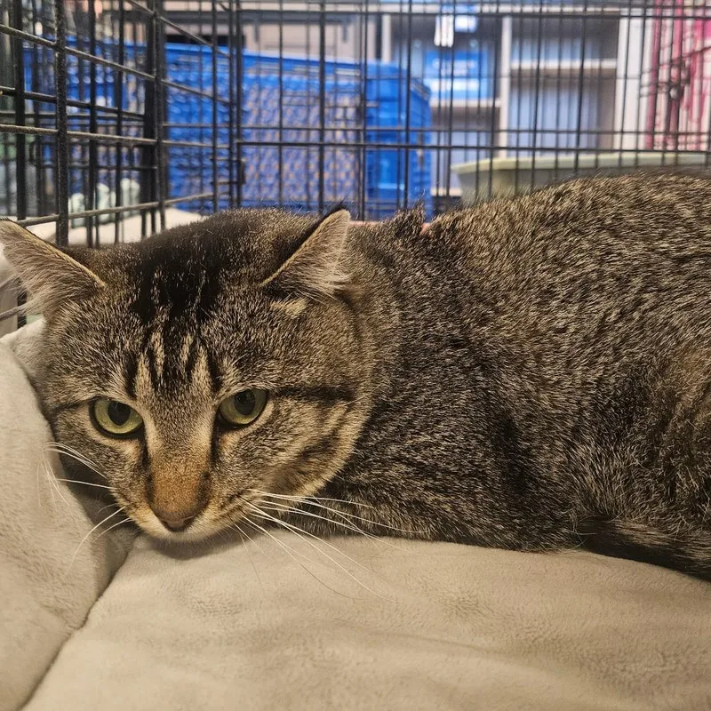 An adult small-sized male Domestic Short Hair cat named Bruce for adoption in Grantsville, UT