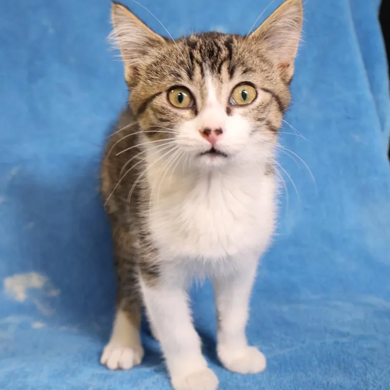A baby small-sized female Gray / Blue / Silver Domestic Short Hair cat named Nugget for adoption in Saint Charles, MO