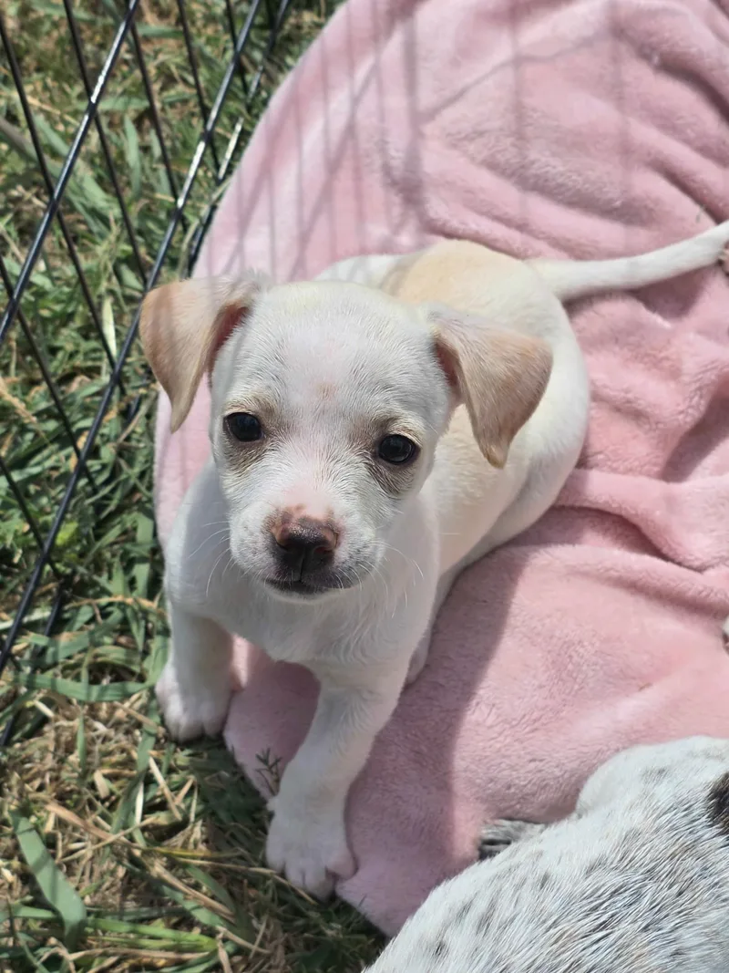 A baby small-sized female Chihuahua dog named Jackie for adoption in Penryn, CA