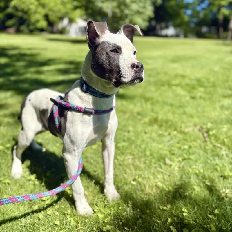 A young medium-sized male Gray / Blue / Silver American Staffordshire Terrier dog named Finn for adoption in Cumberland, RI