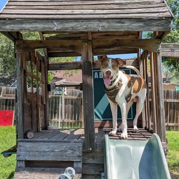A young medium-sized male White / Cream Hound dog named Boris PF for adoption in Austin, TX