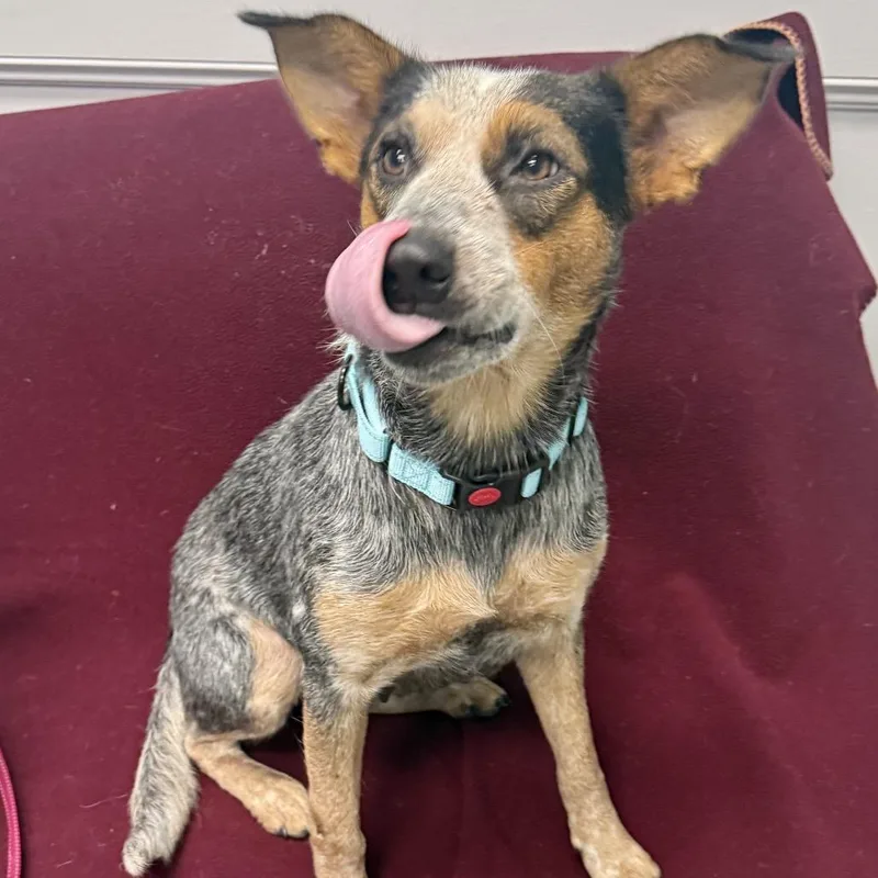 An adult medium-sized female Cattle Dog dog named Chloe for adoption in Houston, TX
