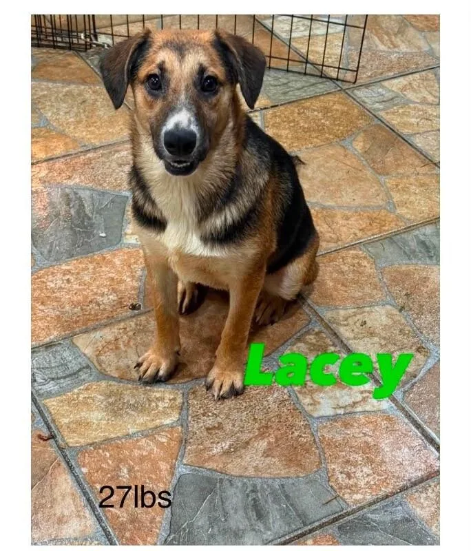 Lacey
