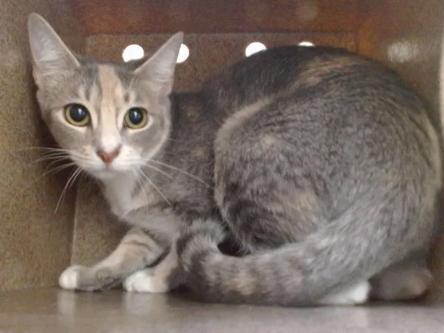 A young small-sized female Domestic Short Hair cat named Lily for adoption in Orlando, FL
