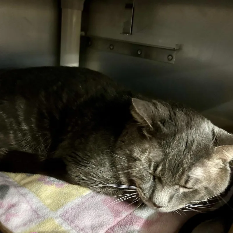 An adult medium-sized male Gray / Blue / Silver Domestic Short Hair cat named Ferguson for adoption in Hamburg, NY