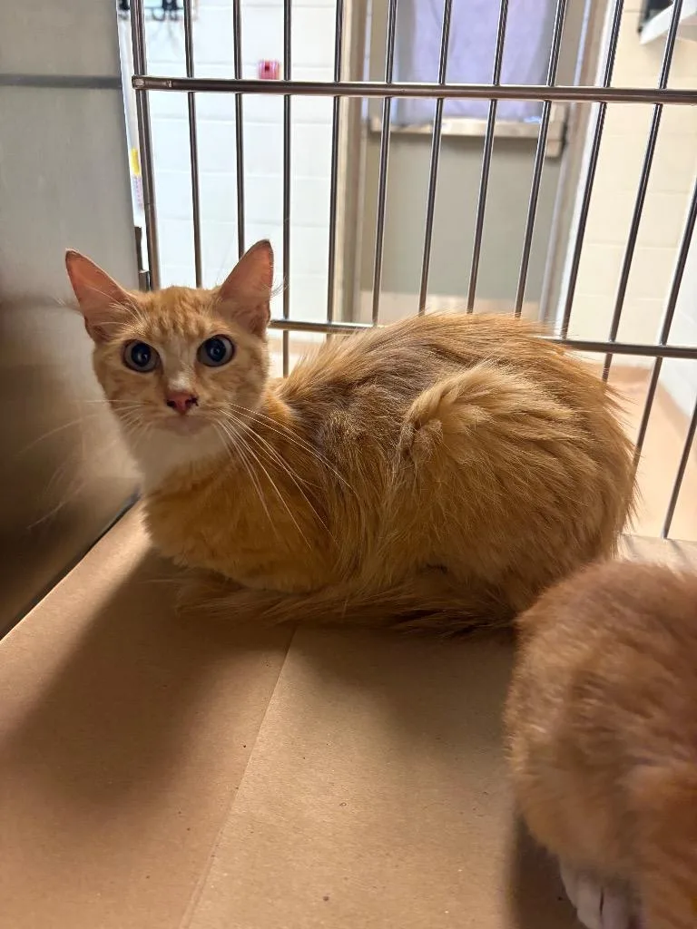 A young medium-sized female Tabby cat named Morning Glory for adoption in Nacogdoches, TX