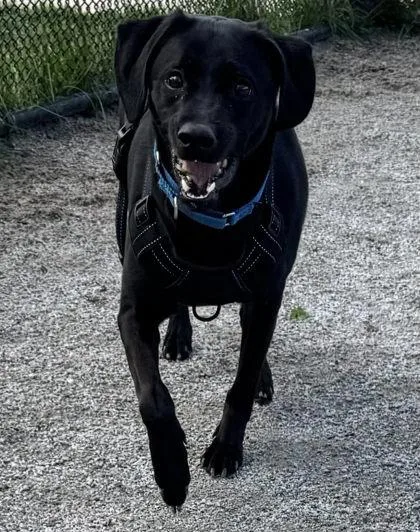 An adult medium-sized male Mixed Breed dog named Jayce for adoption in Fairfax, VA