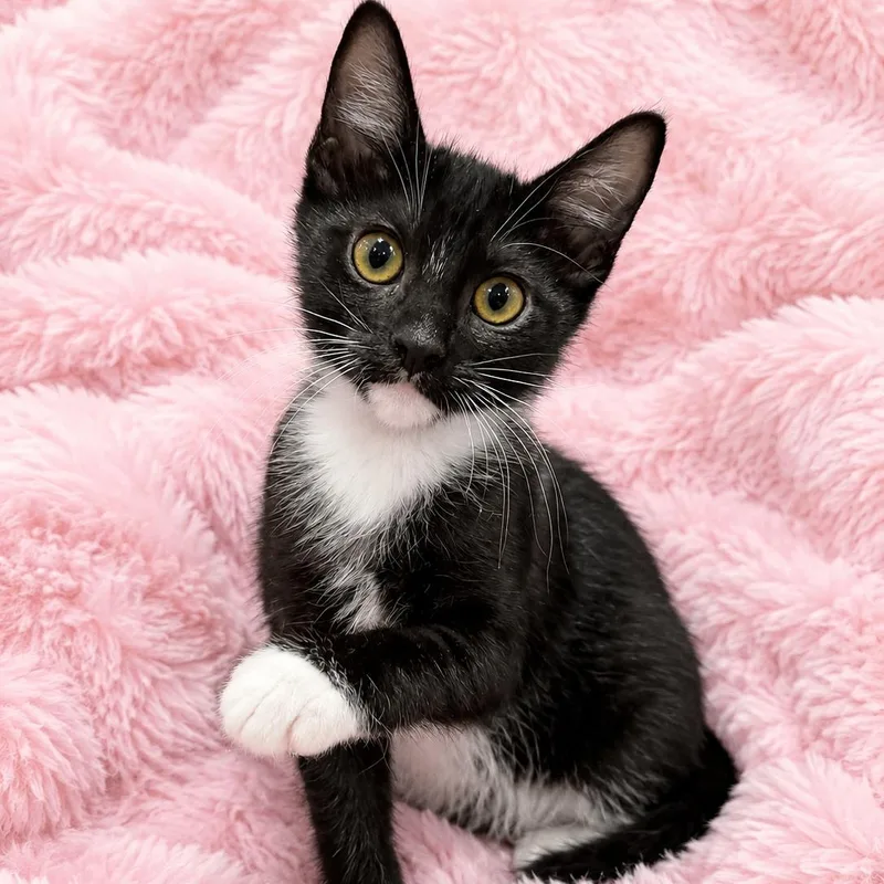 A baby medium-sized male Black & White / Tuxedo Domestic Short Hair cat named Julies Tuxedo Boy for adoption in Glendora, CA