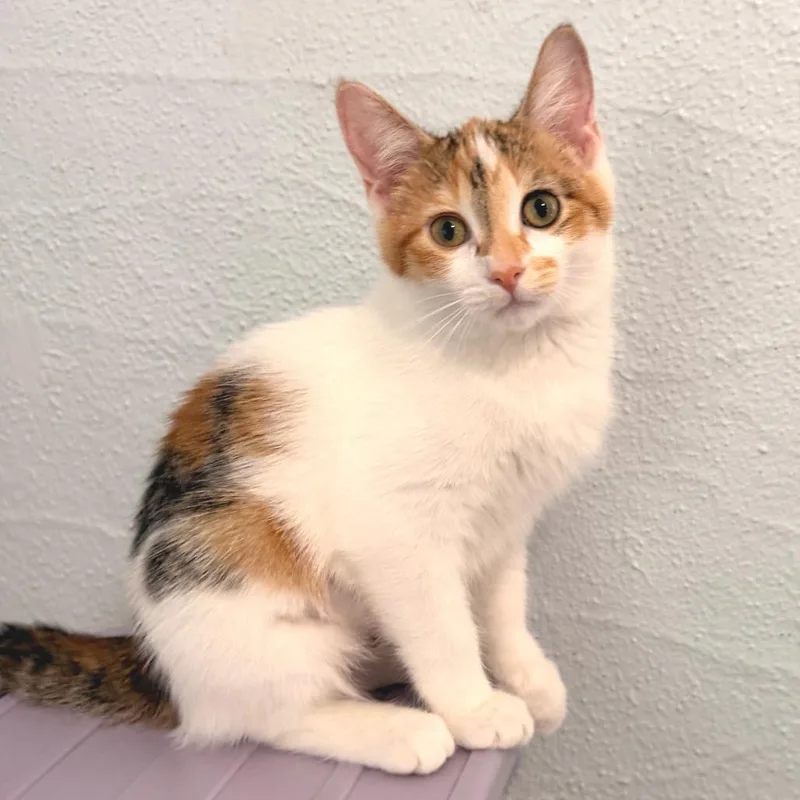 A baby small-sized female Calico Domestic Short Hair cat named Blanche for adoption in Richland, MI