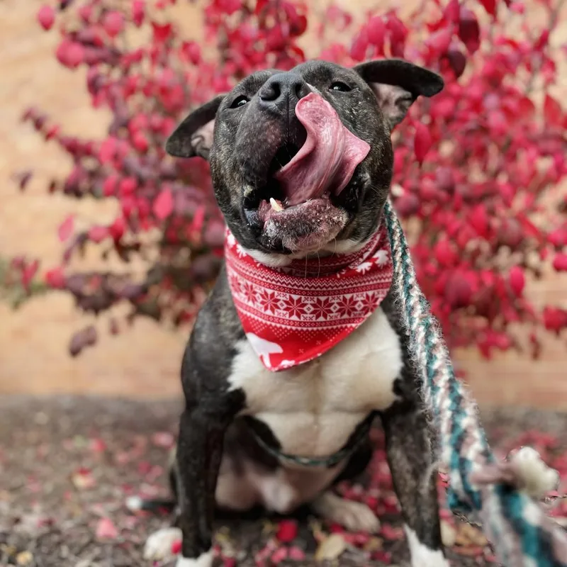 An adult medium-sized male Brindle Terrier dog named Wolfgang Puck for adoption in St. Louis, MO