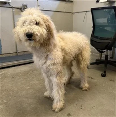 A young large-sized male Poodle dog named Matt for adoption in Camarillo, CA