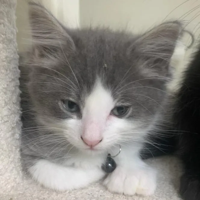 A baby medium-sized male Gray & White Extra-Toes Cat / Hemingway Polydactyl cat named Starlight for adoption in Pasco, WA
