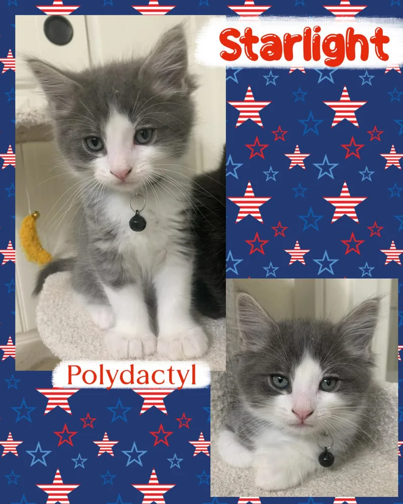 Starlight thumbnail 4