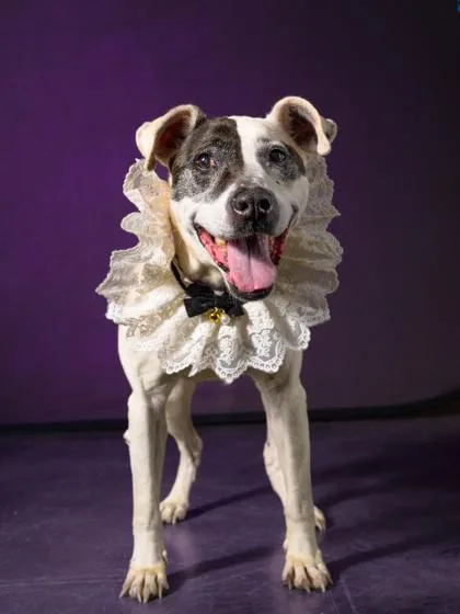 A senior medium-sized female Mixed Breed dog named Penny Lane for adoption in Atlanta, GA