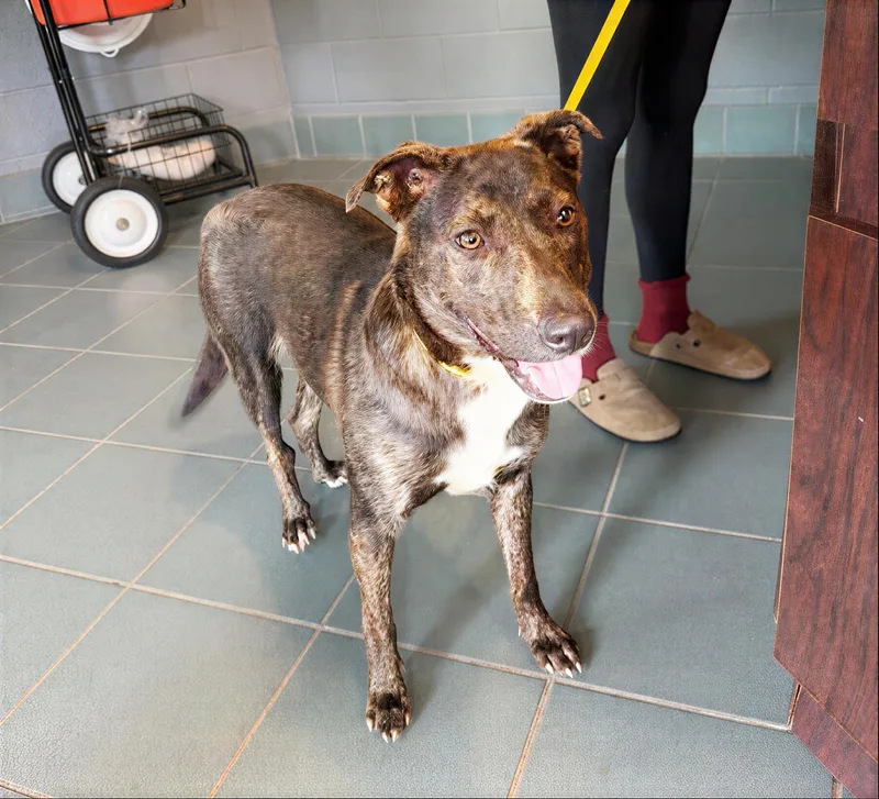 An adult medium-sized female Brown / Chocolate Mixed Breed dog named Cayenne for adoption in Nashville, TN