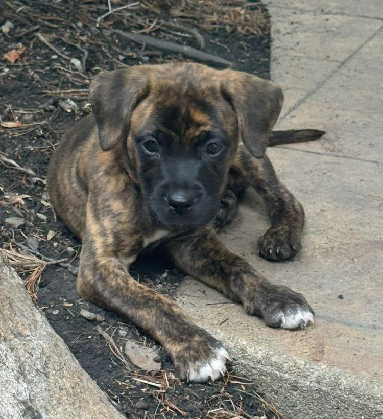 A baby large-sized female Brindle Boxer dog named Pitch for adoption in Plain City, OH