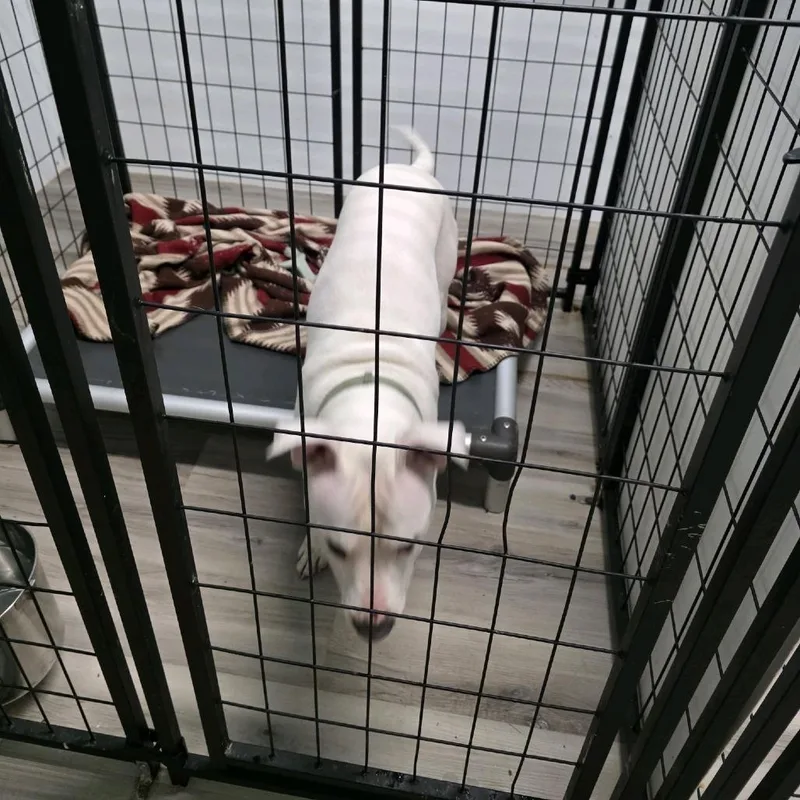 An adult medium-sized female White / Cream Terrier dog named Bianka for adoption in St. Louis, MO