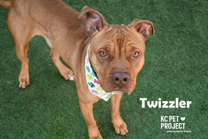 An adult large-sized male Red / Chestnut / Orange Pit Bull Terrier dog named Twizzler for adoption in Kansas City, MO