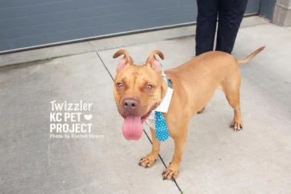Twizzler thumbnail 2