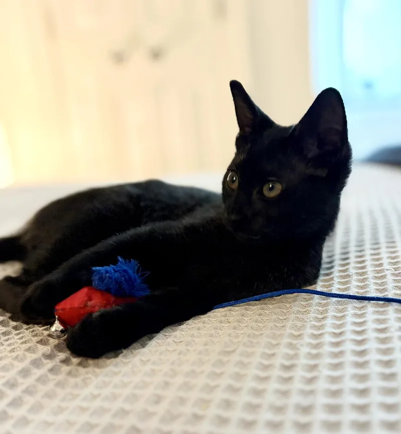A baby small-sized female Domestic Short Hair cat named Felicity for adoption in New Orleans, LA