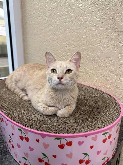 A young small-sized female Domestic Short Hair cat named May for adoption in Fort Myers, FL