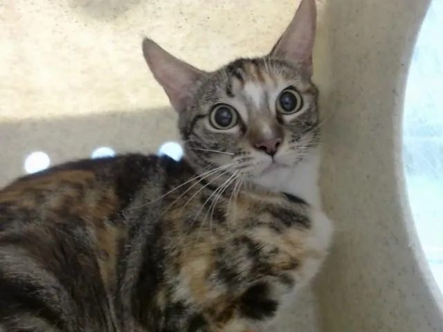 A young large-sized female Domestic Short Hair cat named A for adoption in Moreno Valley, CA