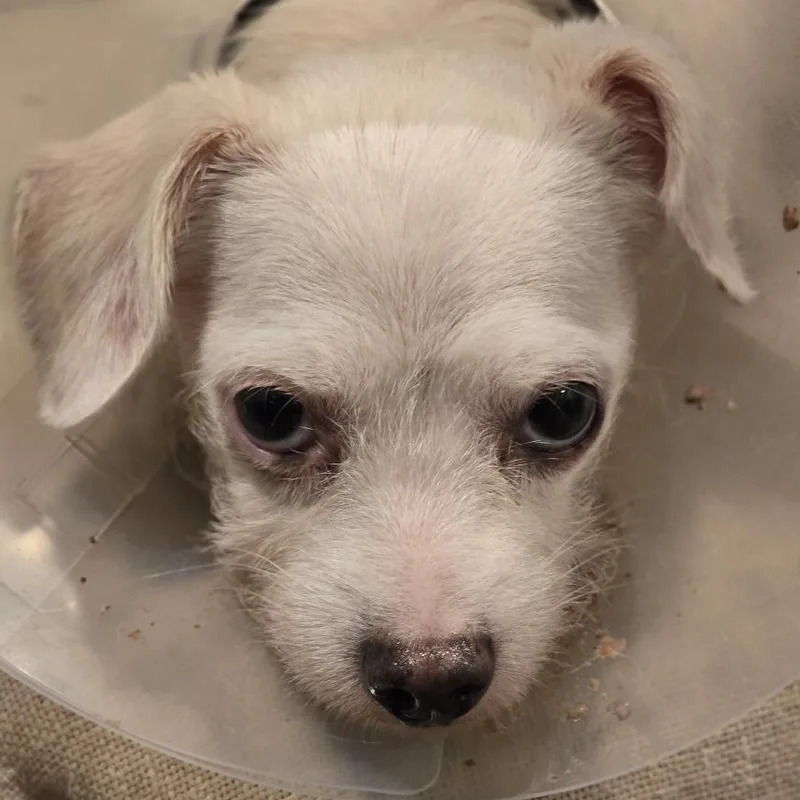 A senior small-sized female White / Cream Terrier dog named Sweepstakes for adoption in Rockville, MD