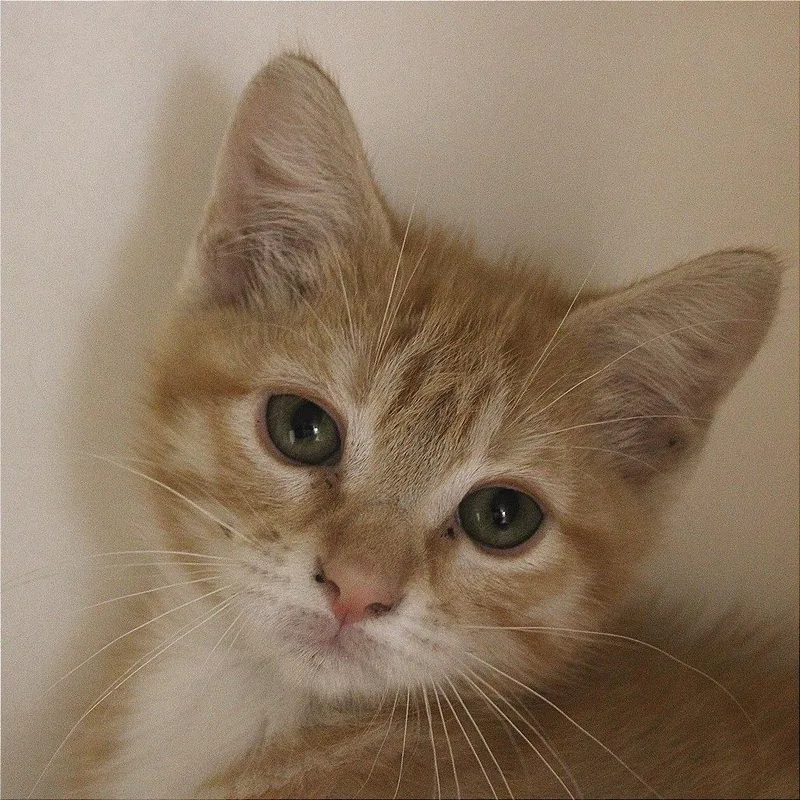 A baby small-sized male Orange / Red Domestic Short Hair cat named Dorito for adoption in Champaign, IL