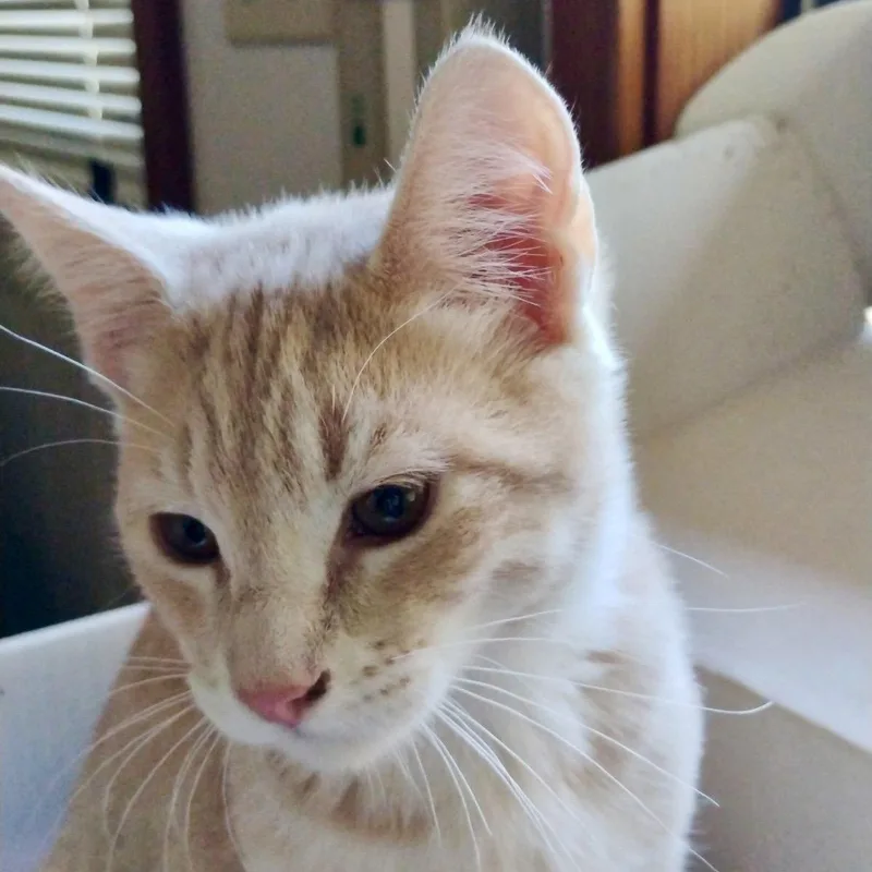 A baby medium-sized male Orange / Red Domestic Short Hair cat named Frosty for adoption in Sonora, CA