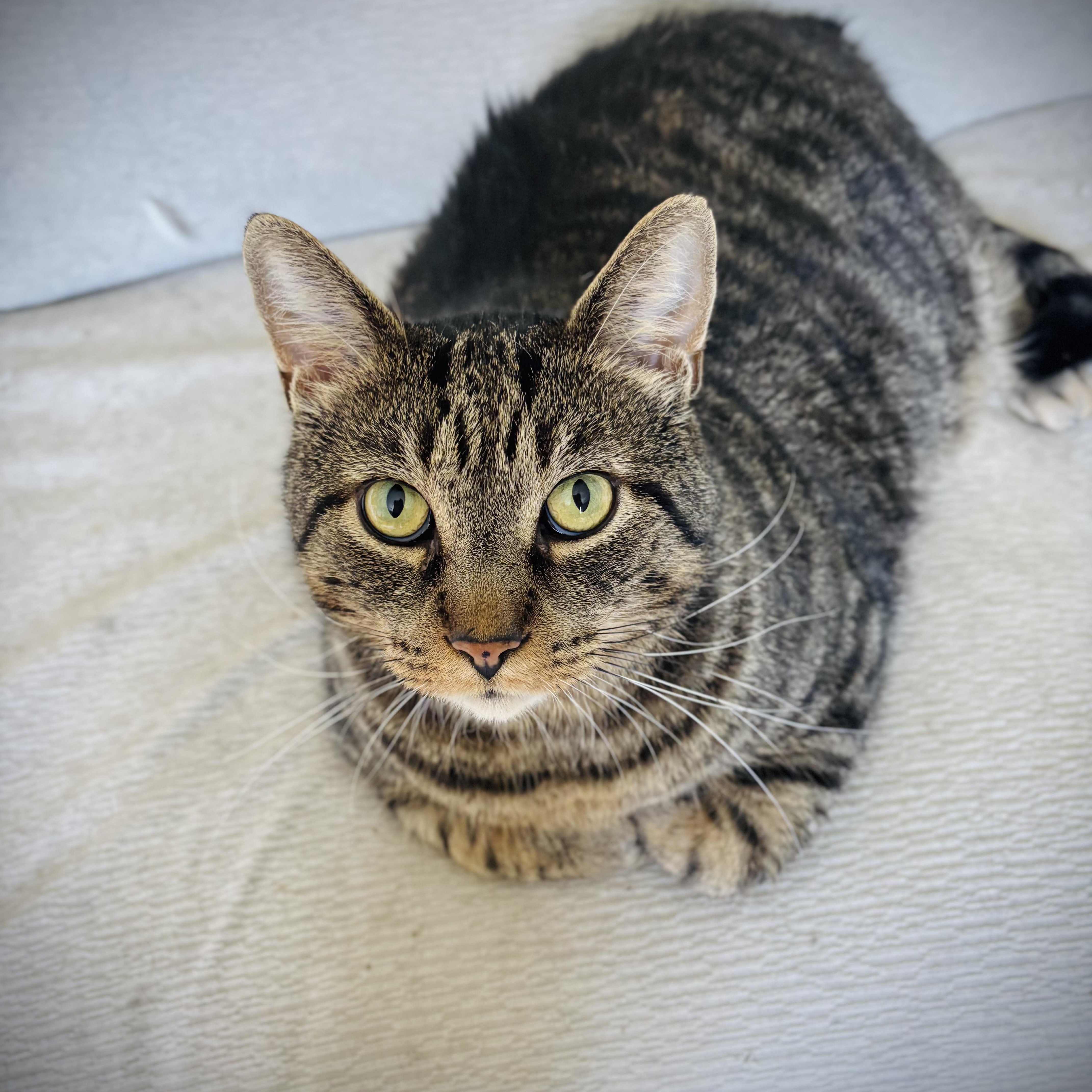 A young extra large-sized male Tabby (Brown / Chocolate) Domestic Short Hair cat named Otis for adoption in Buffalo, NY