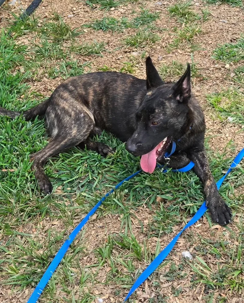 A young medium-sized male Dutch Shepherd dog named Remco for adoption in Rome, GA
